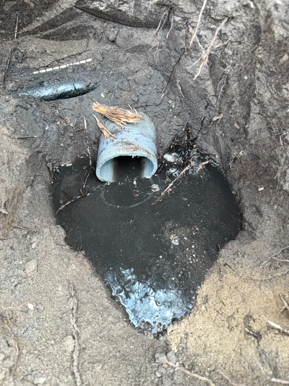 Cut end of an old buried drain pipe in a water-filled hole with tree roots around it